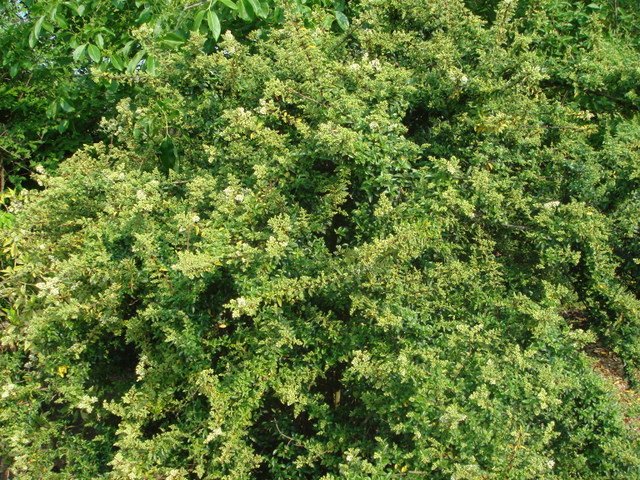 Ligustrum delavayanum